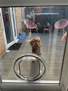 Cat & Dog Flap Installations In Nottingham & Derby&hellip;